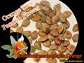گل ساعتی درختی